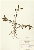 藏品(鴨舌癀(鴨嘴黃))的圖片